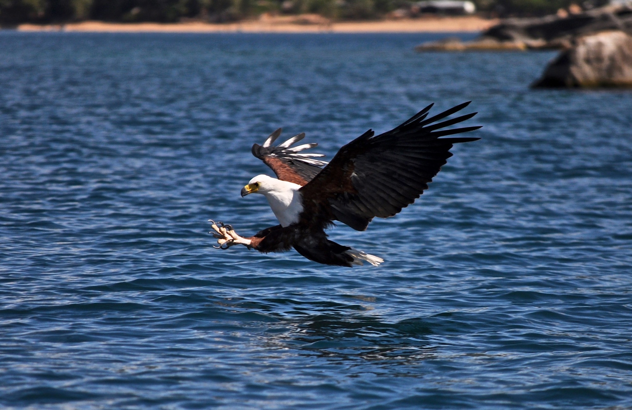 African Fish Eagle iSafiri